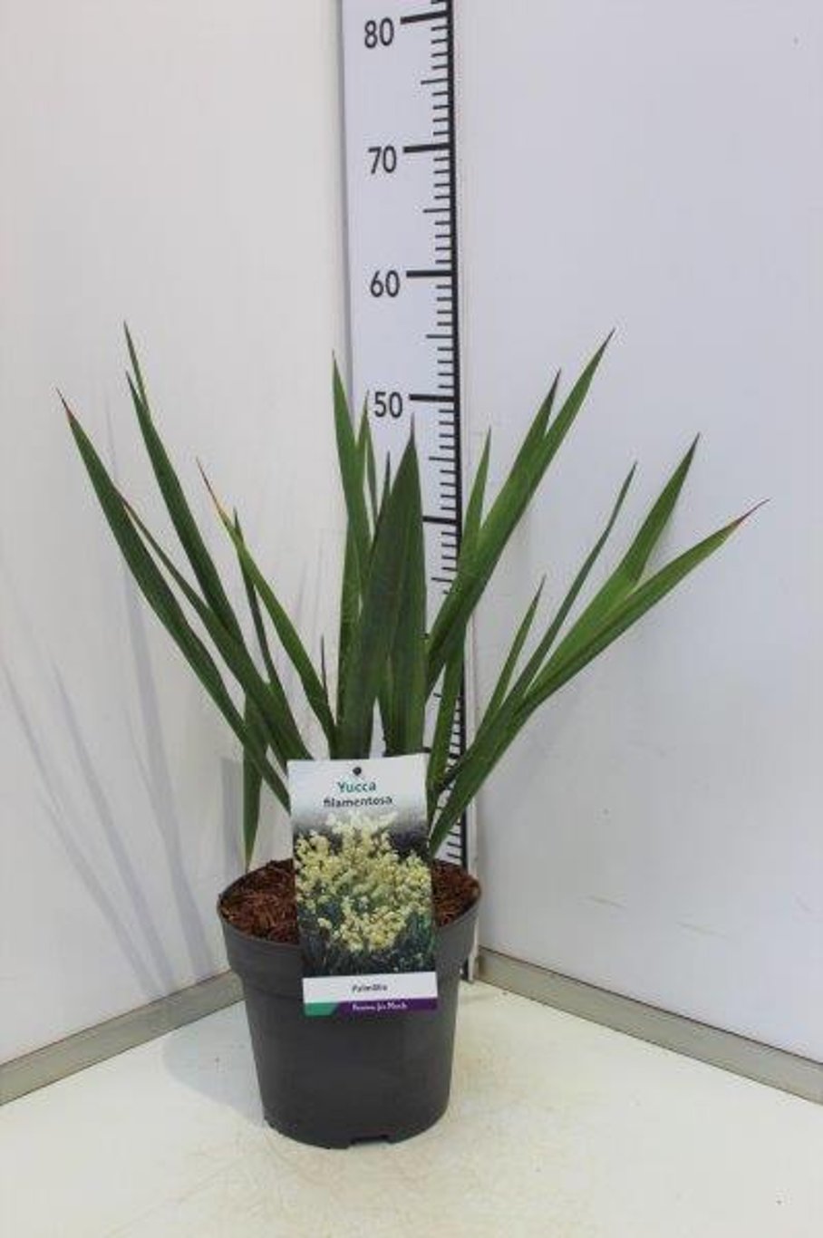 Yucca filamentosa - C3